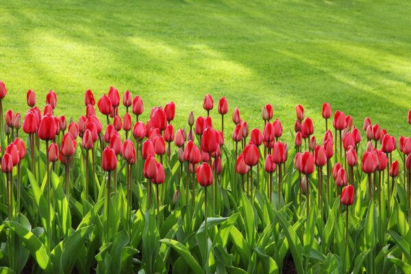 tulips, flowers, mac wallpaper