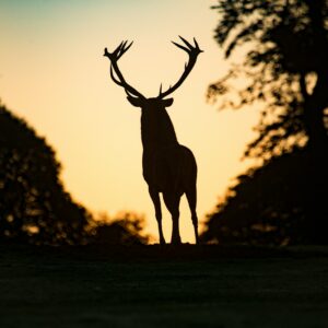 silhouette of deer standing on field during sunset